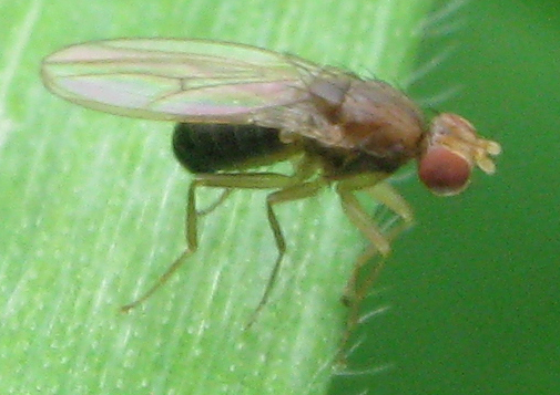 Drosophilidae.